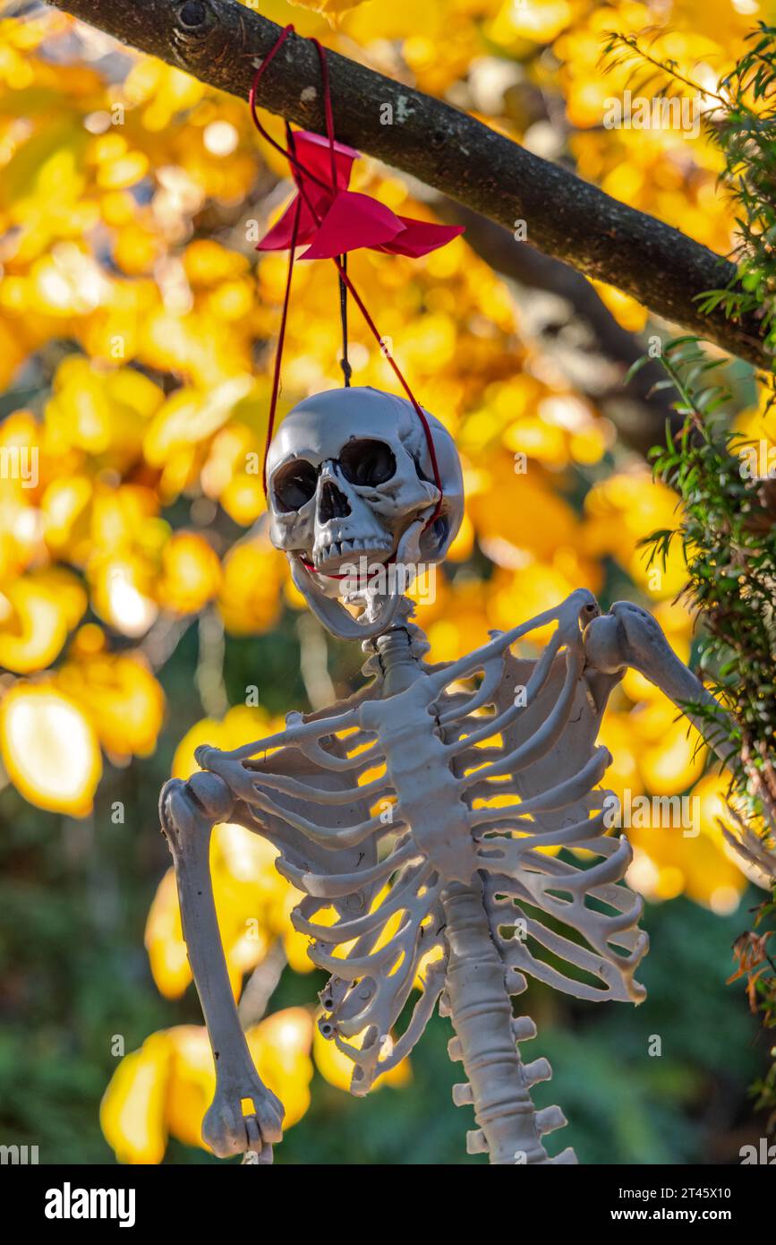 A plastic skeleton hanging from a tree for Halloween in Vancouver, Canada. Stock Photo