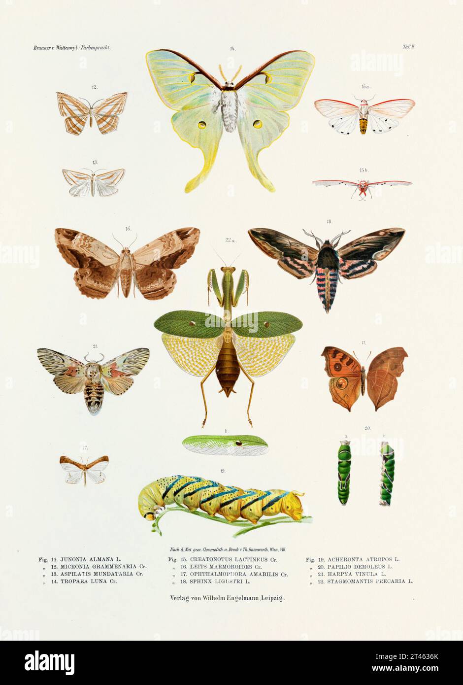 A vintage insect illustration from a 19th-century German book plate showcasing the coloration of various insect species. Butterflies, Locusts, caterpi Stock Photo