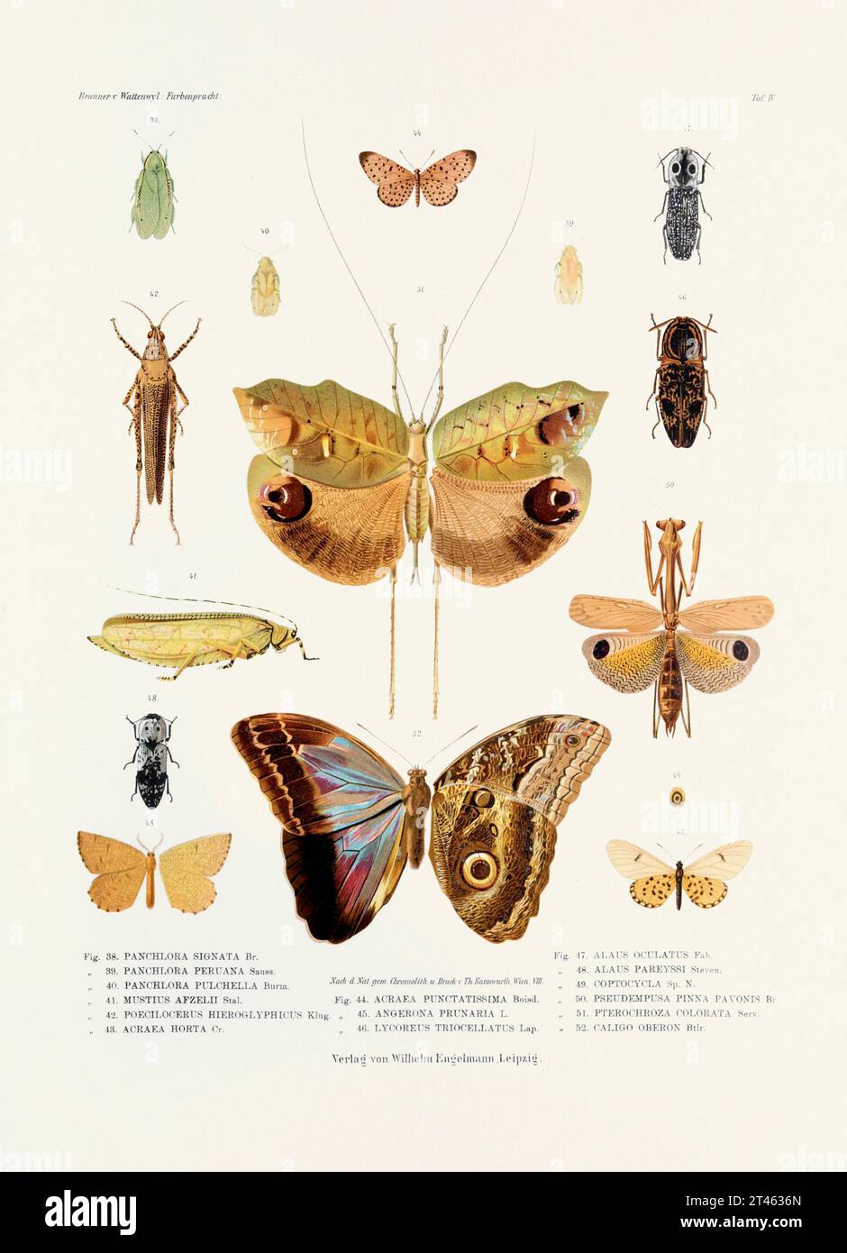 A vintage insect illustration from a 19th-century German book plate showcasing the coloration of various insect species. Butterflies, Locusts, beetles Stock Photo