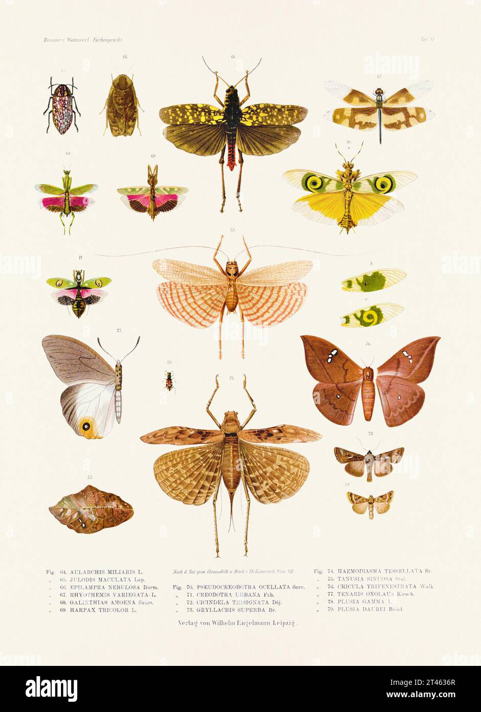 A vintage insect illustration from a 19th-century German book plate showcasing the coloration of various insect species. Butterflies, Locusts, beetles Stock Photo