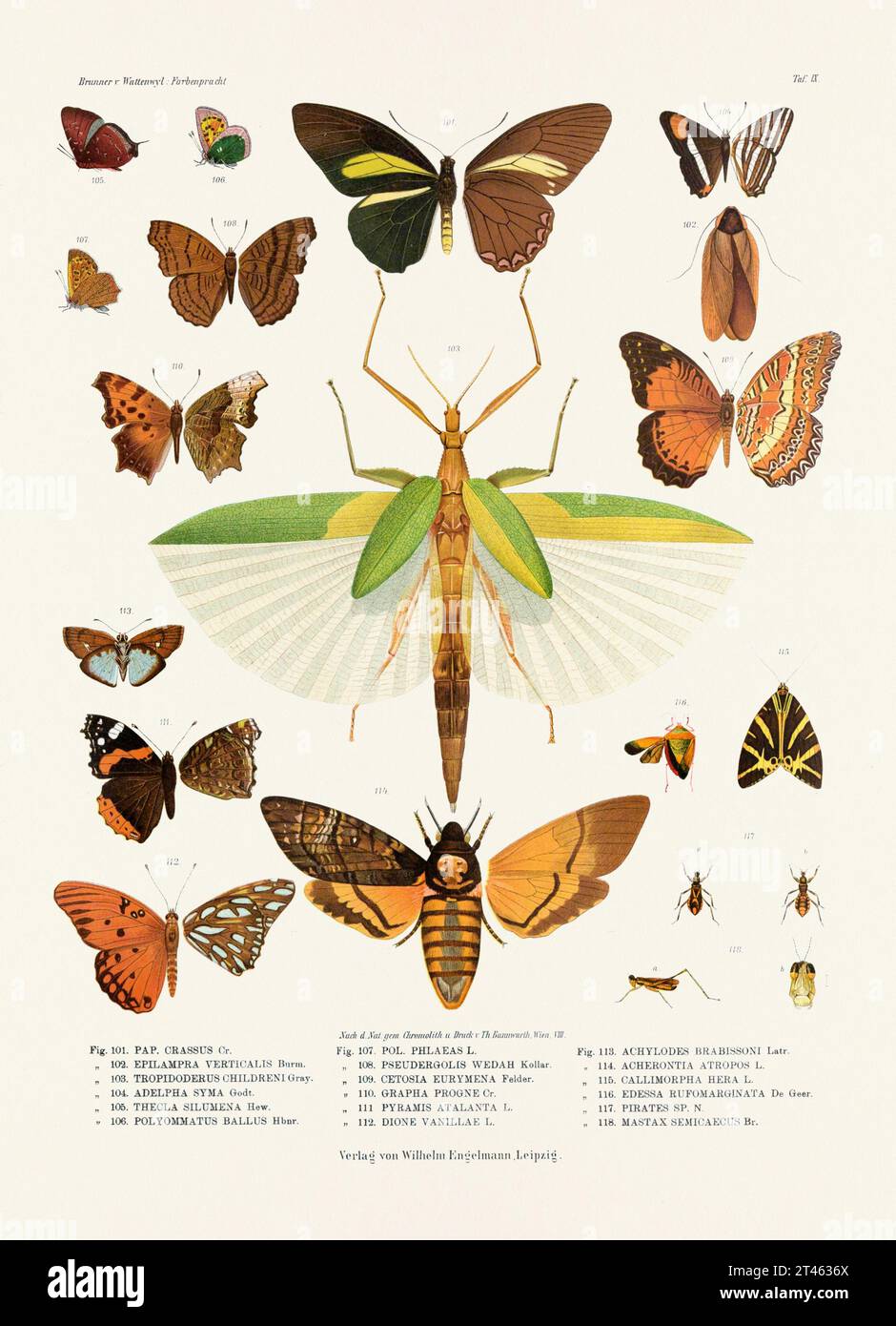 A vintage insect illustration from a 19th-century German book plate showcasing the coloration of various insect species. Butterflies, Moths, Locusts, Stock Photo