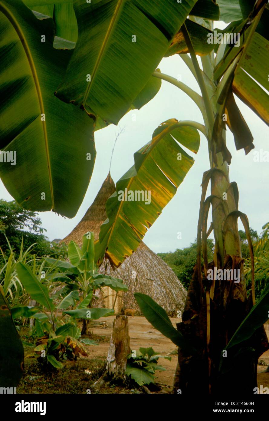 Venezuela; Amazonas State: communal house of Piaroa indigenous people (endonym:.Wothiha) among banana trees.The Wothiha are one of the largest ethnic Stock Photo