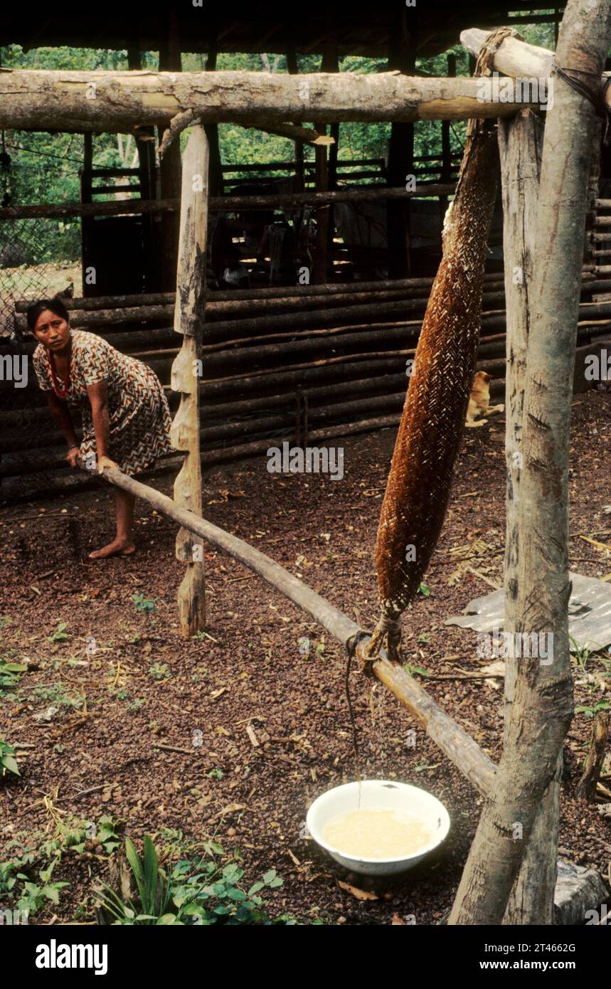Yabarana Indian woman squeezing bitter manioc pulp to extract poisonous juice (prussic acid - hydrogen cyanide) in a tubular basket of plaited palm leaves called sebucán or tipiti, Amazonas State, Venezuela. The Yabarana speak a Cariban language. Part of their territory has been invaded by illegal miners and Colombian guerillas Manioc or cassava (Manihot esculenta, Euphorbiaceae) is a starch root food crop. Stock Photo