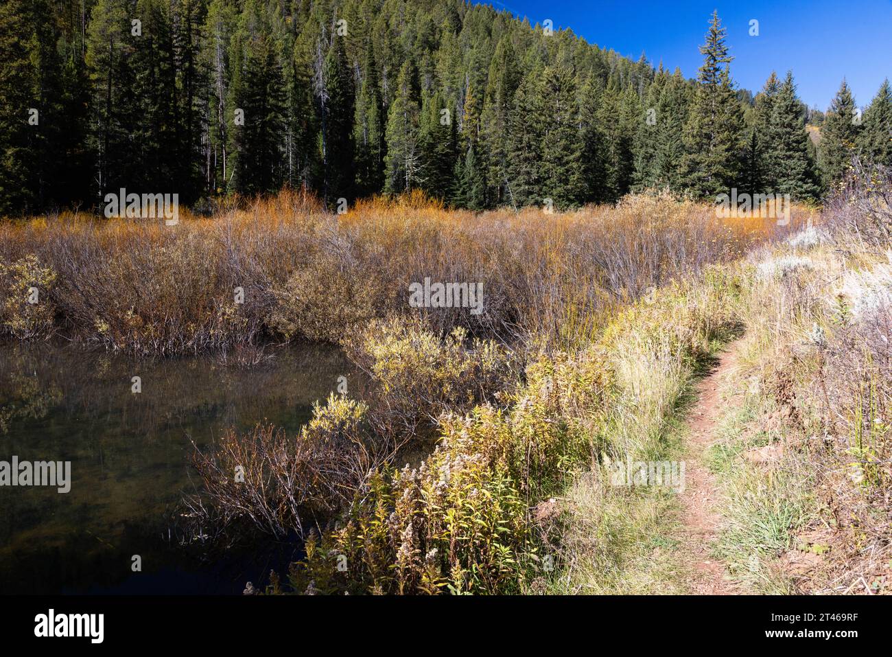 The west game creek trail bending along a beaver pond bridger teton