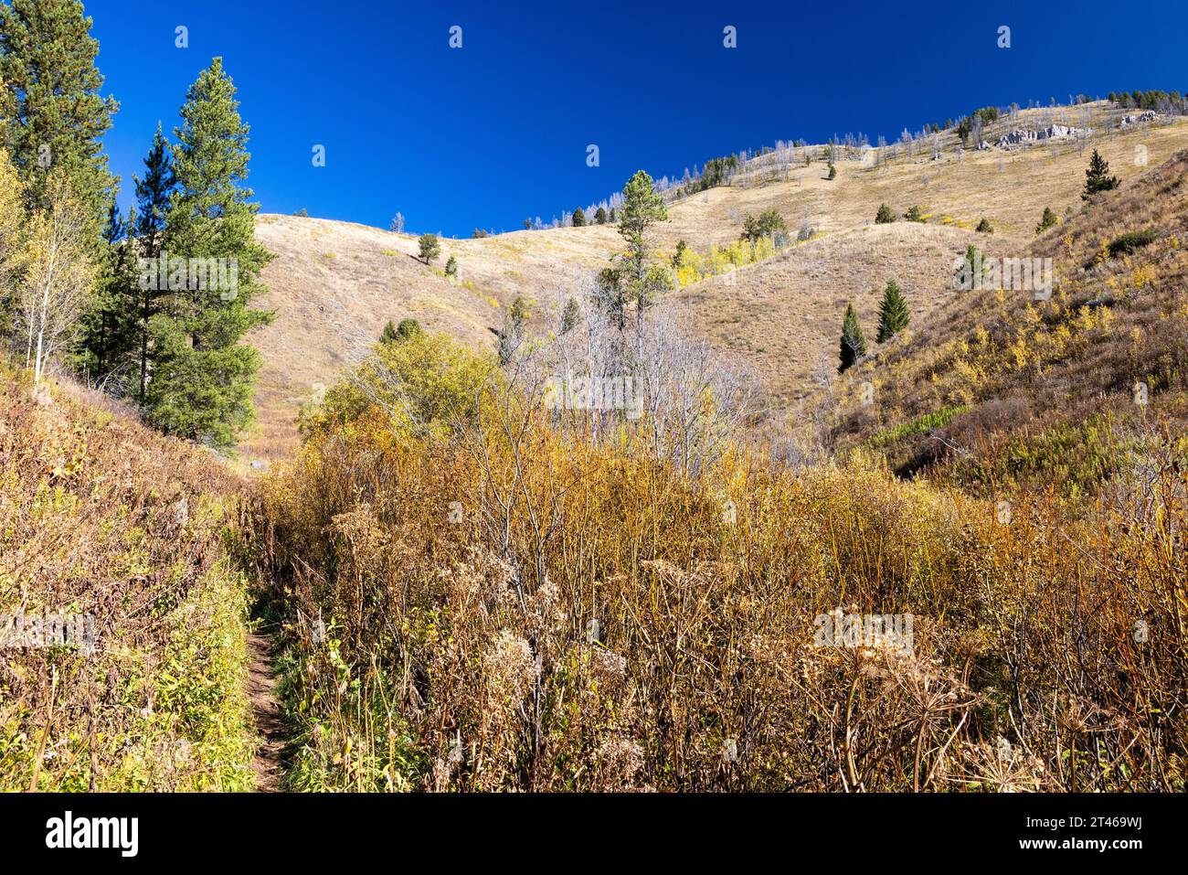 Fall colors lining the West Game Creek Trail below large hills. Bridger