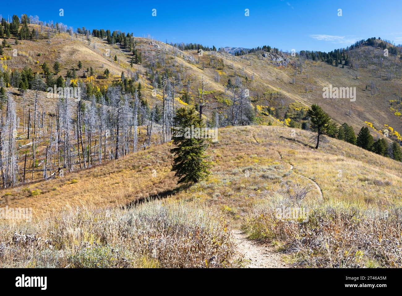 The west game creek trail descending below larger mountains bridger