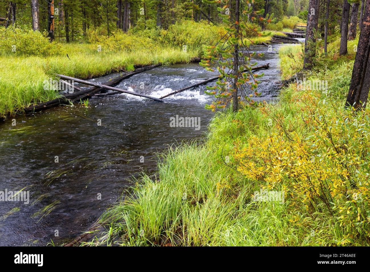 The Gibbon River flowing through a lush forest during a rain shower