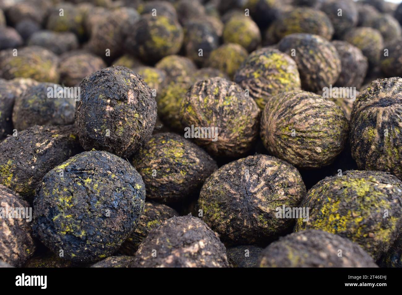 A pile of fresh black walnuts, hulled and placed in a rack for drying. Eastern Black Walnut, Juglans Nigra, a native nut tree found in North America Stock Photo