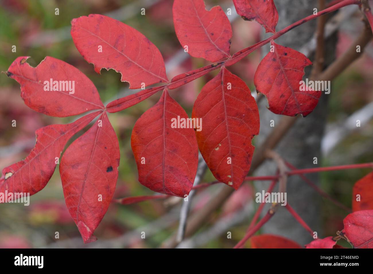 The leaves on a sumac, or sumach, bush have turned a bright red color in the fall of the year. Genus-Rhus, Family-Anacardiaceae Stock Photo