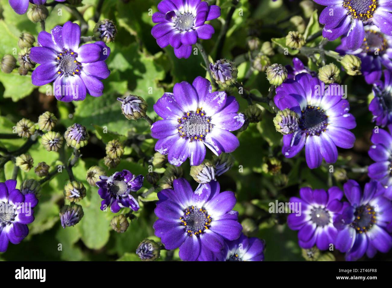 Blue and white Florist's cineraria (Pericallis × hybrida) in bloom : (pix Sanjiv Shukla) Stock Photo