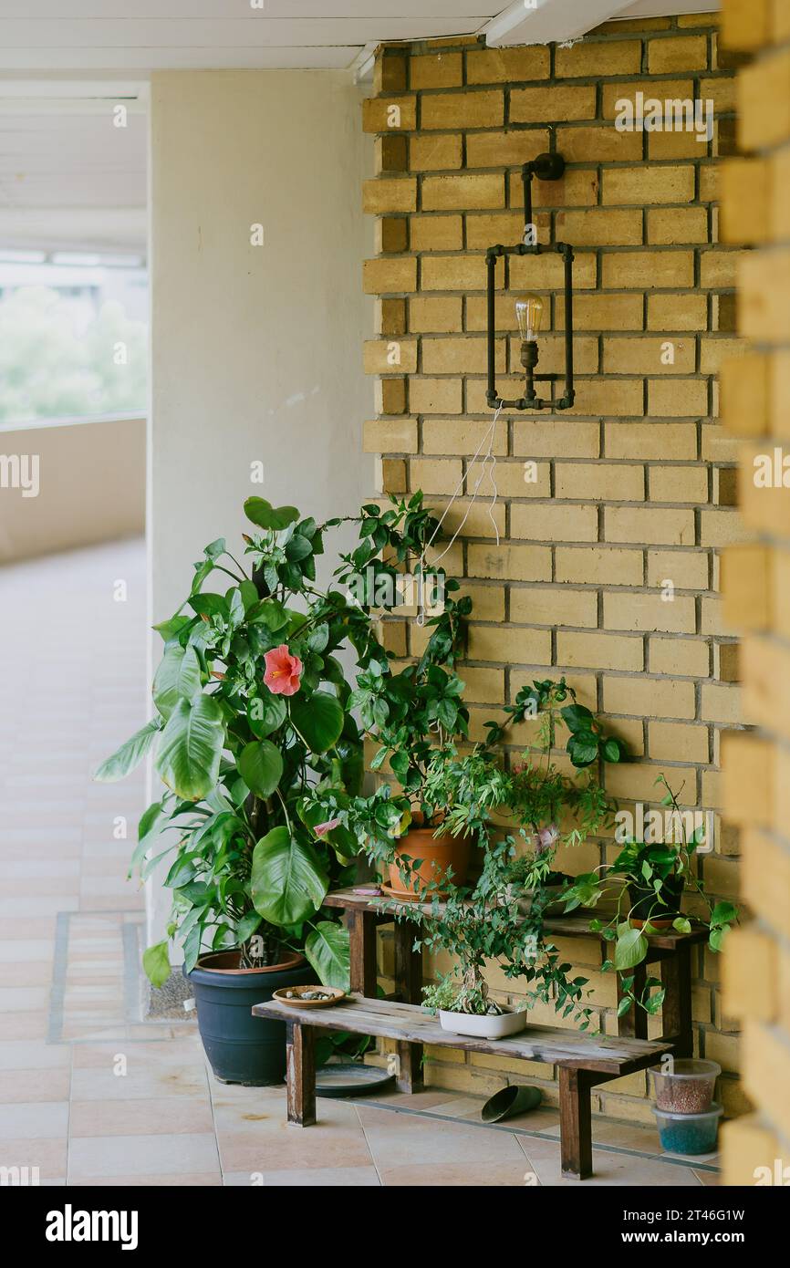 Vibrant Potted Plants Against Yellow Brick Wall with Aesthetic Pendant
