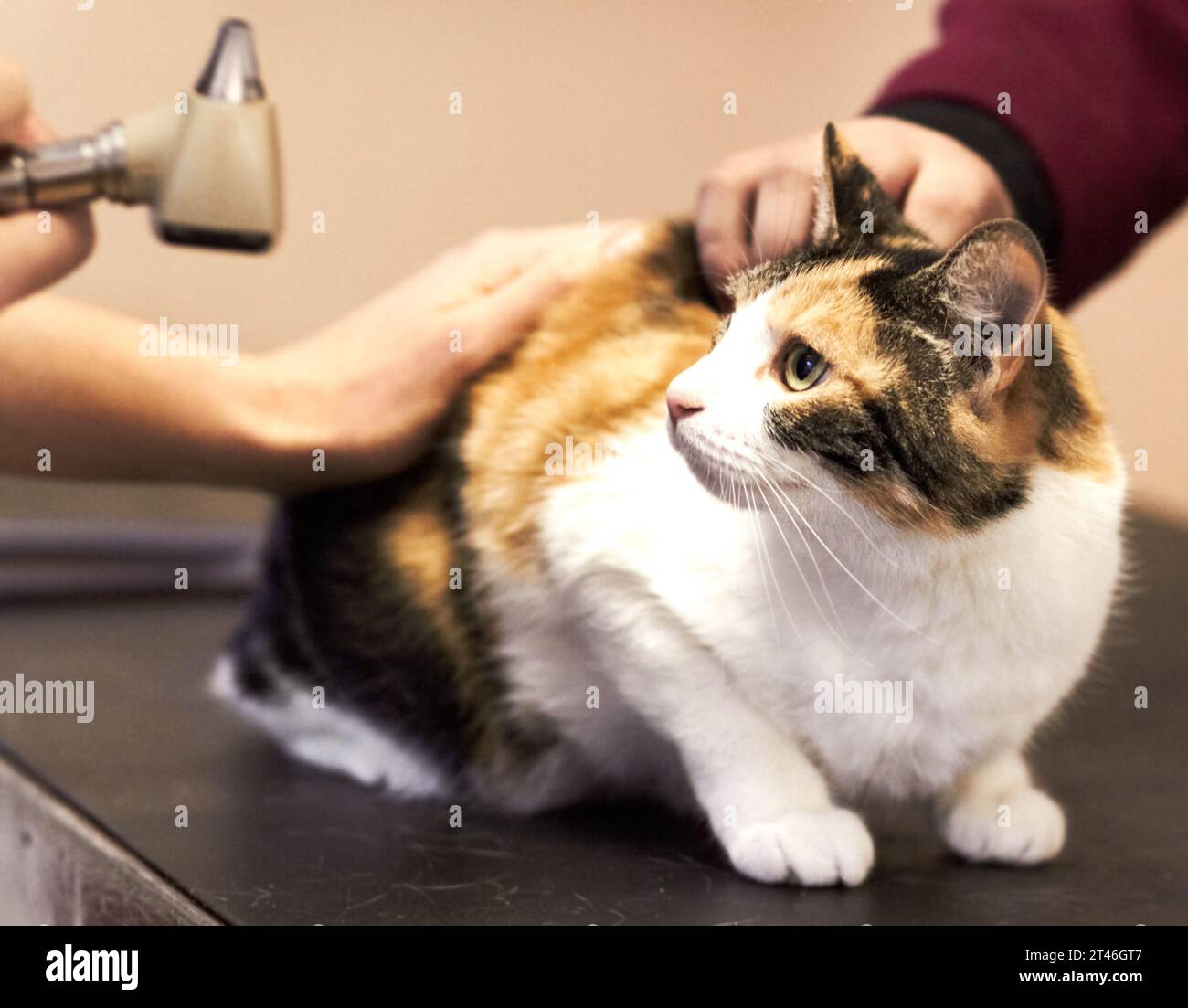 Veterinary, hands and cat looking at tool for examination, checkup or healthcare on table at clinic or hospital. Medical, animal and person with Stock Photo