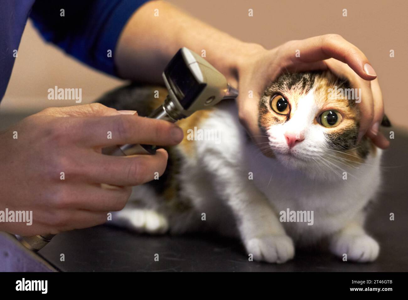Veterinary, doctor and cat with tool for eyes, examination or checkup at hospital or clinic for health. Healthcare, veterinarian and animal for Stock Photo