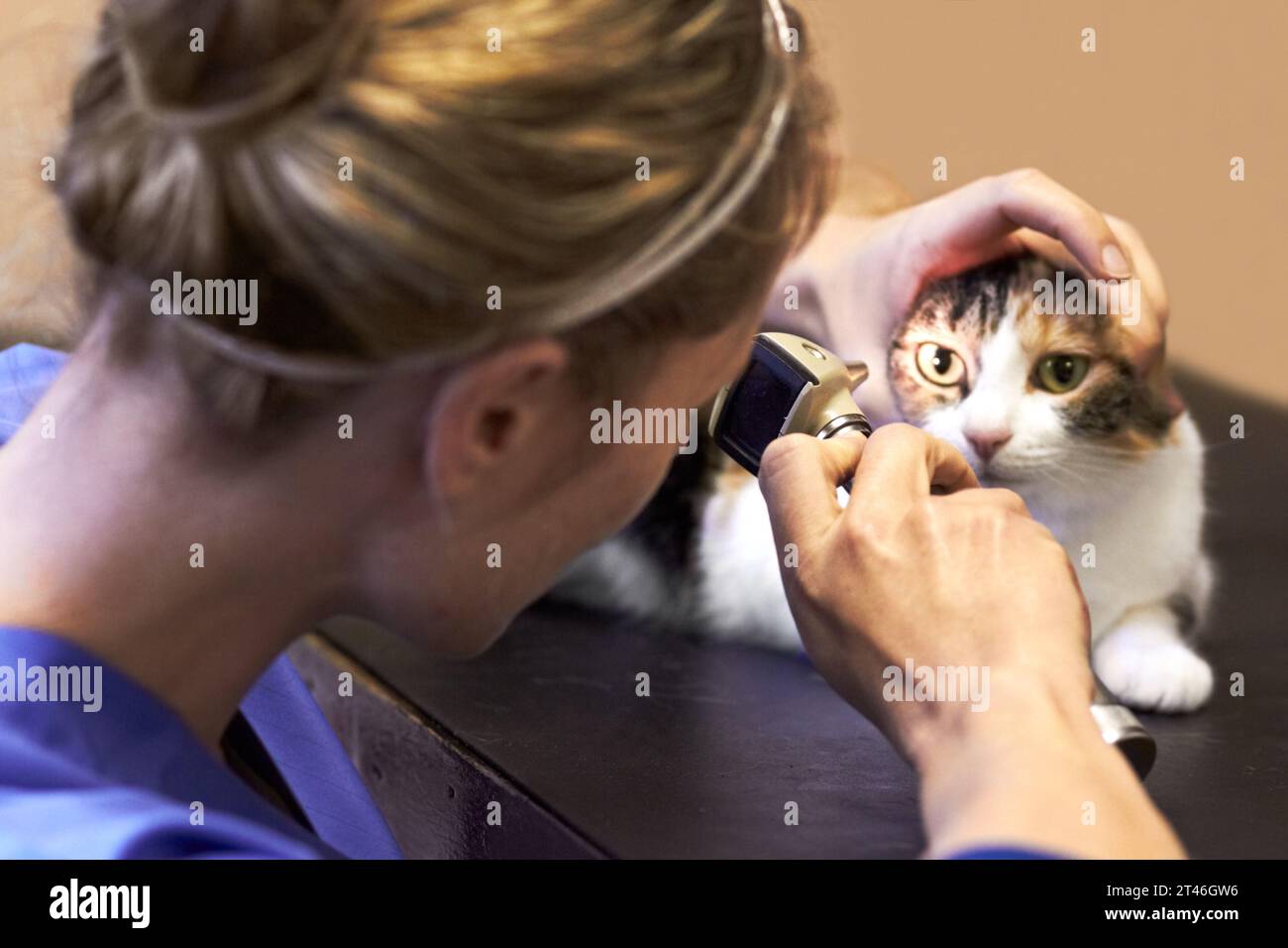 Veterinary, woman and cat with tool for eyes, examination or checkup at hospital or clinic for health. Healthcare, veterinarian and animal for Stock Photo