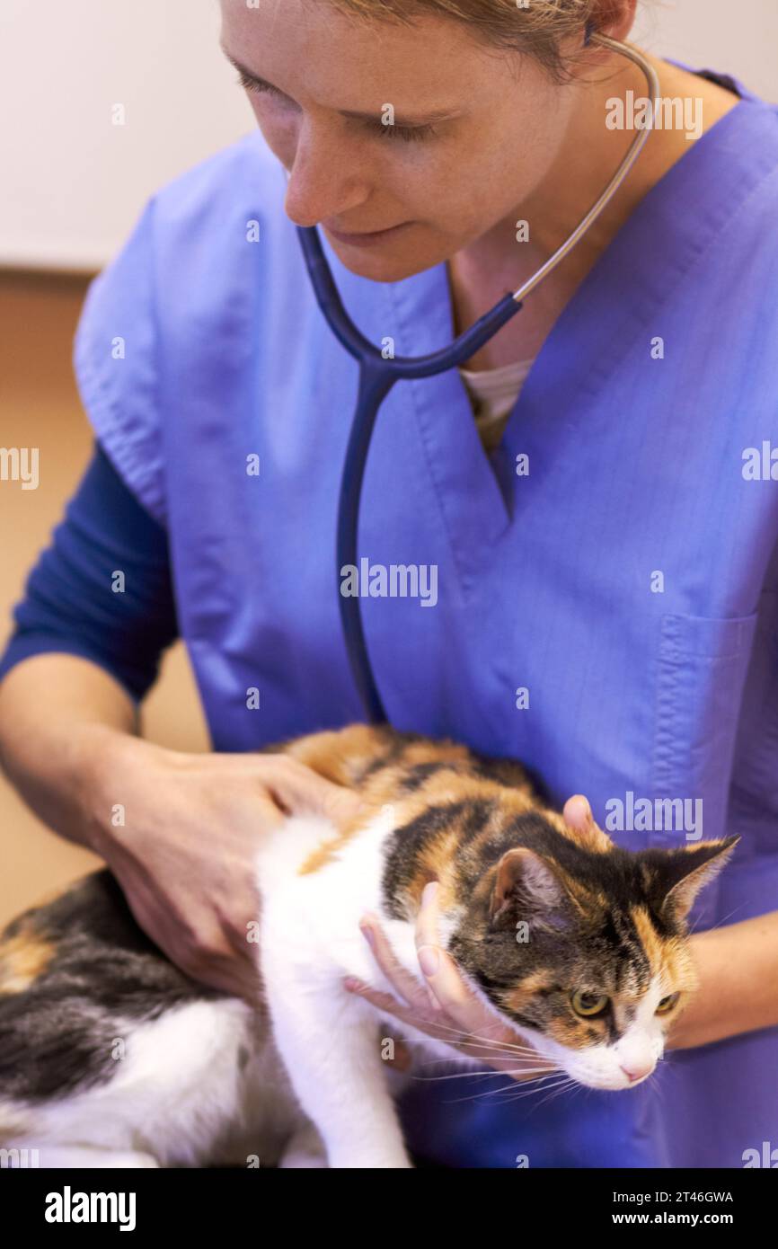 Veterinary, doctor and cat with stethoscope for listen, examination or checkup at hospital or clinic for health. Healthcare, veterinarian and animal Stock Photo