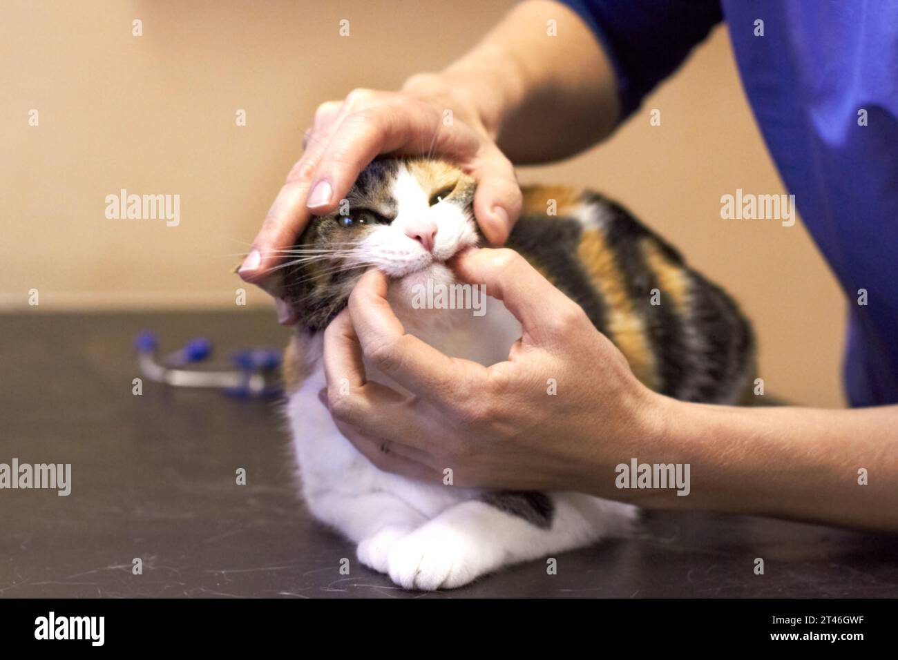 Veterinary, hands and cat with mouth examination or checkup at hospital or clinic for health on table. Healthcare, animal and veterinarian or doctor Stock Photo