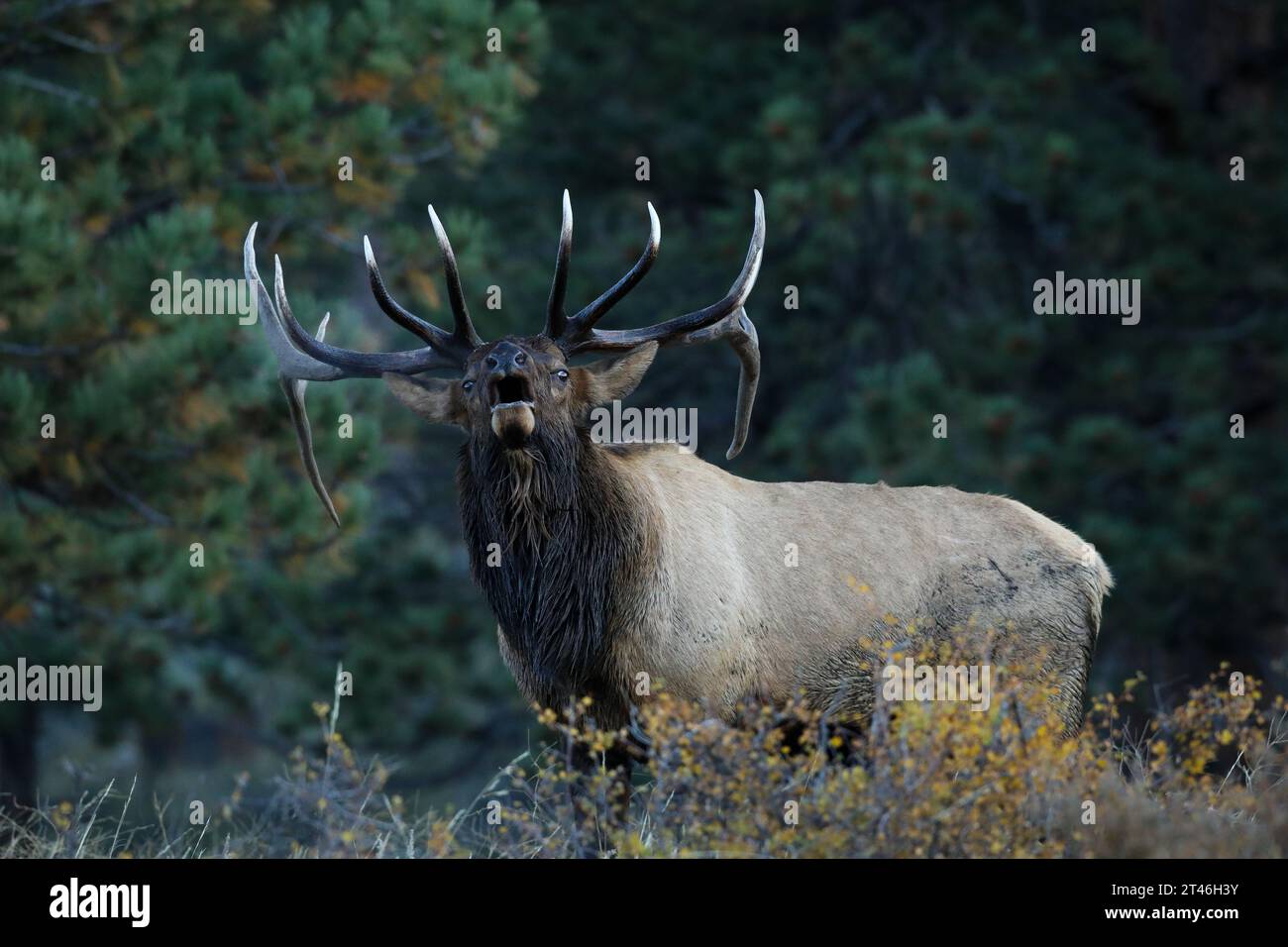 Big bull elk bugling during the rut Stock Photo