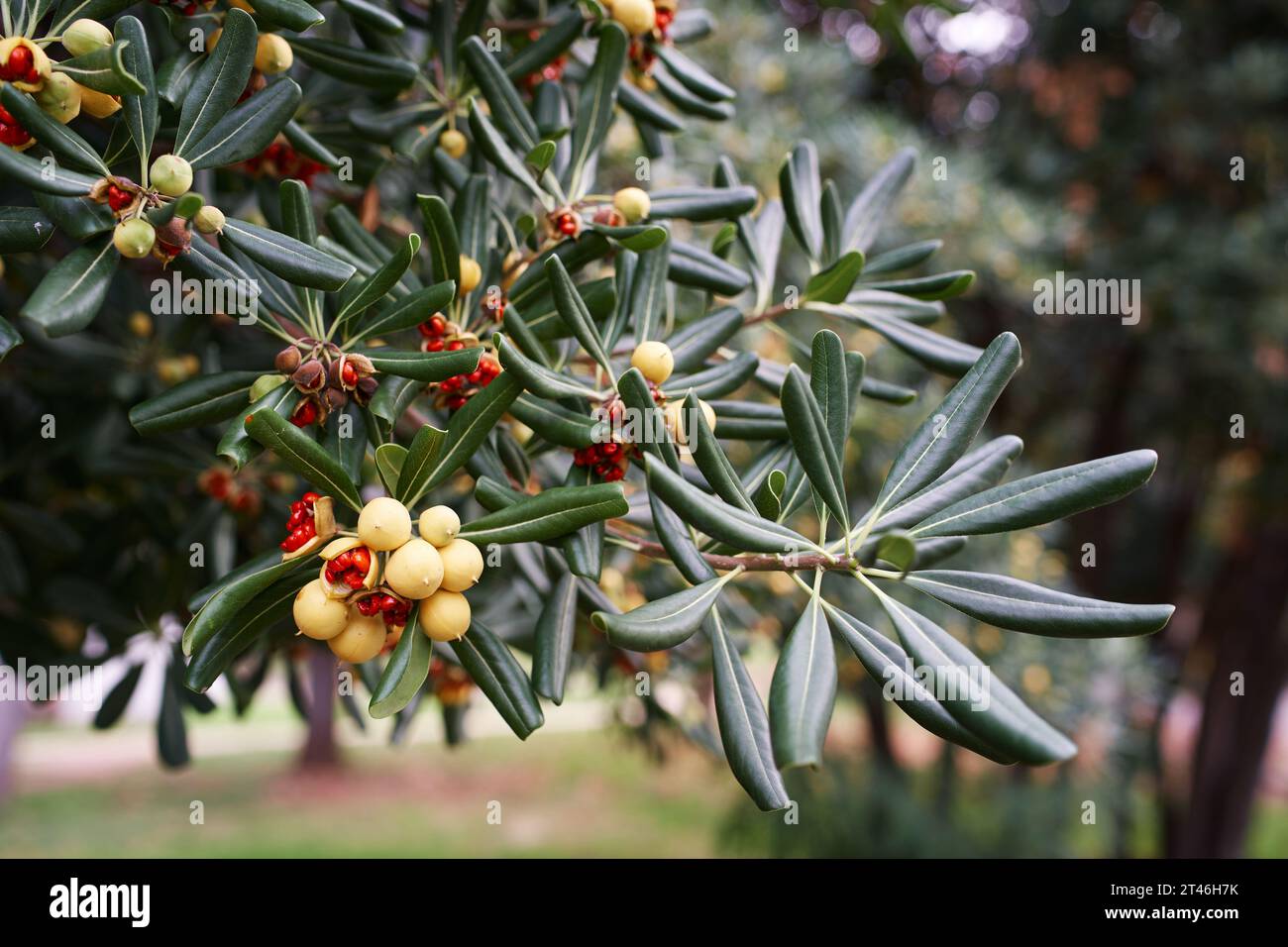 Yellow mock orange fruit on the green branches of a bush in the garden Stock Photo