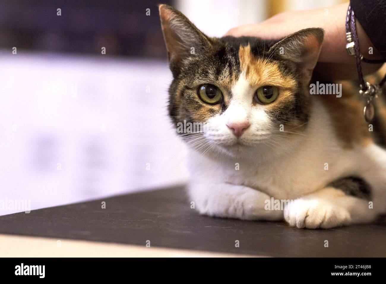 Veterinary, portrait and cat on table for consultation, examination or health checkup at hospital or clinic. Animal, face and pet at vet for Stock Photo