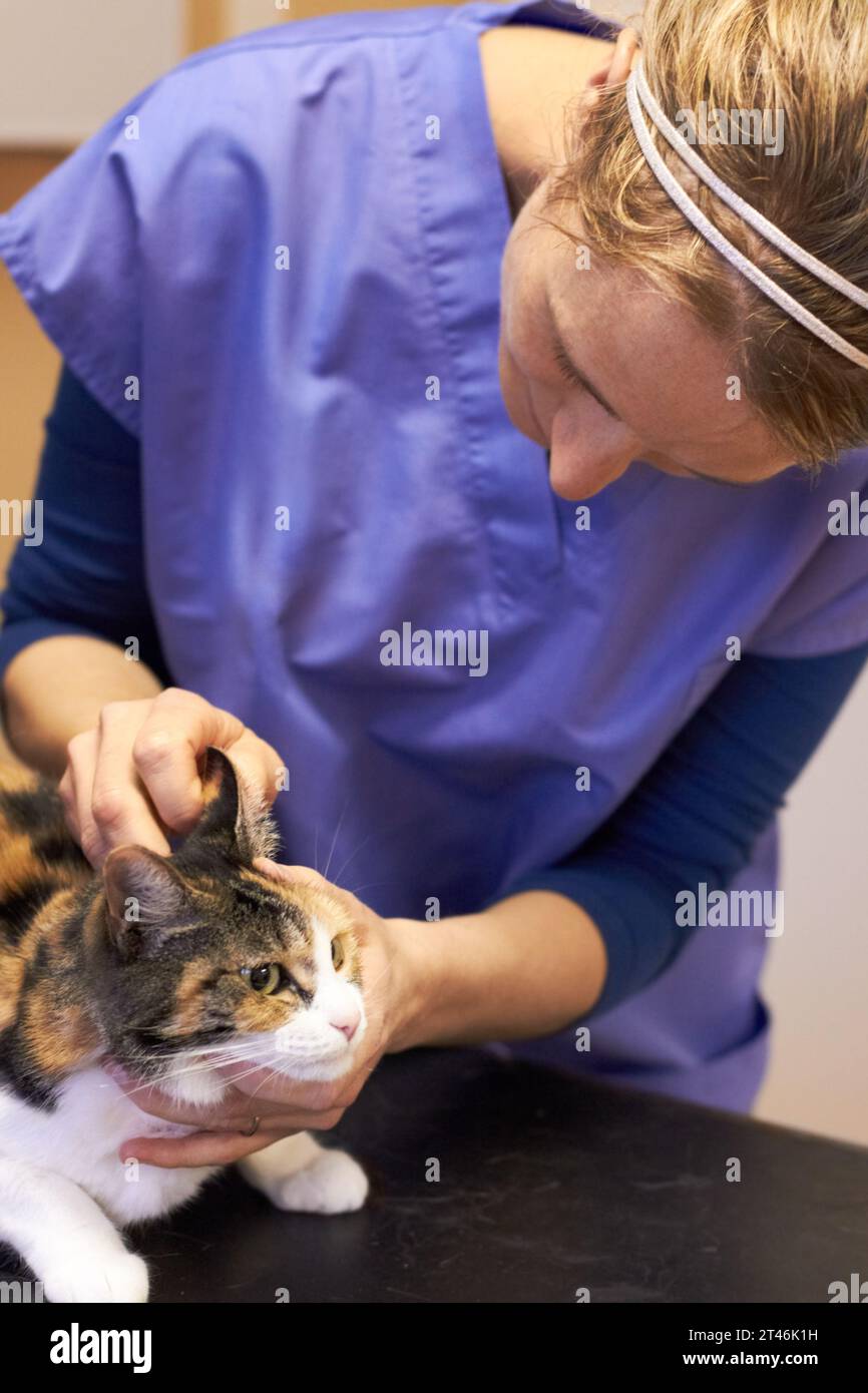 Veterinary, doctor and cat for ear examination, checkup or consultation at hospital or clinic for health. Healthcare, veterinarian or woman and animal Stock Photo