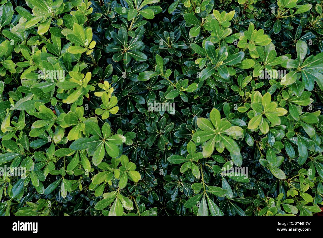 Bright green leaves of a shrub of cheese wood in a garden Stock Photo