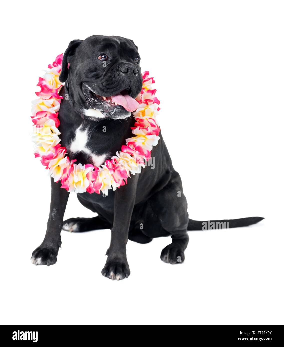 Floral, pet and dog in a studio for playing, training or teaching with equipment for motivation or reward. Positive, lei and black puppy animal Stock Photo
