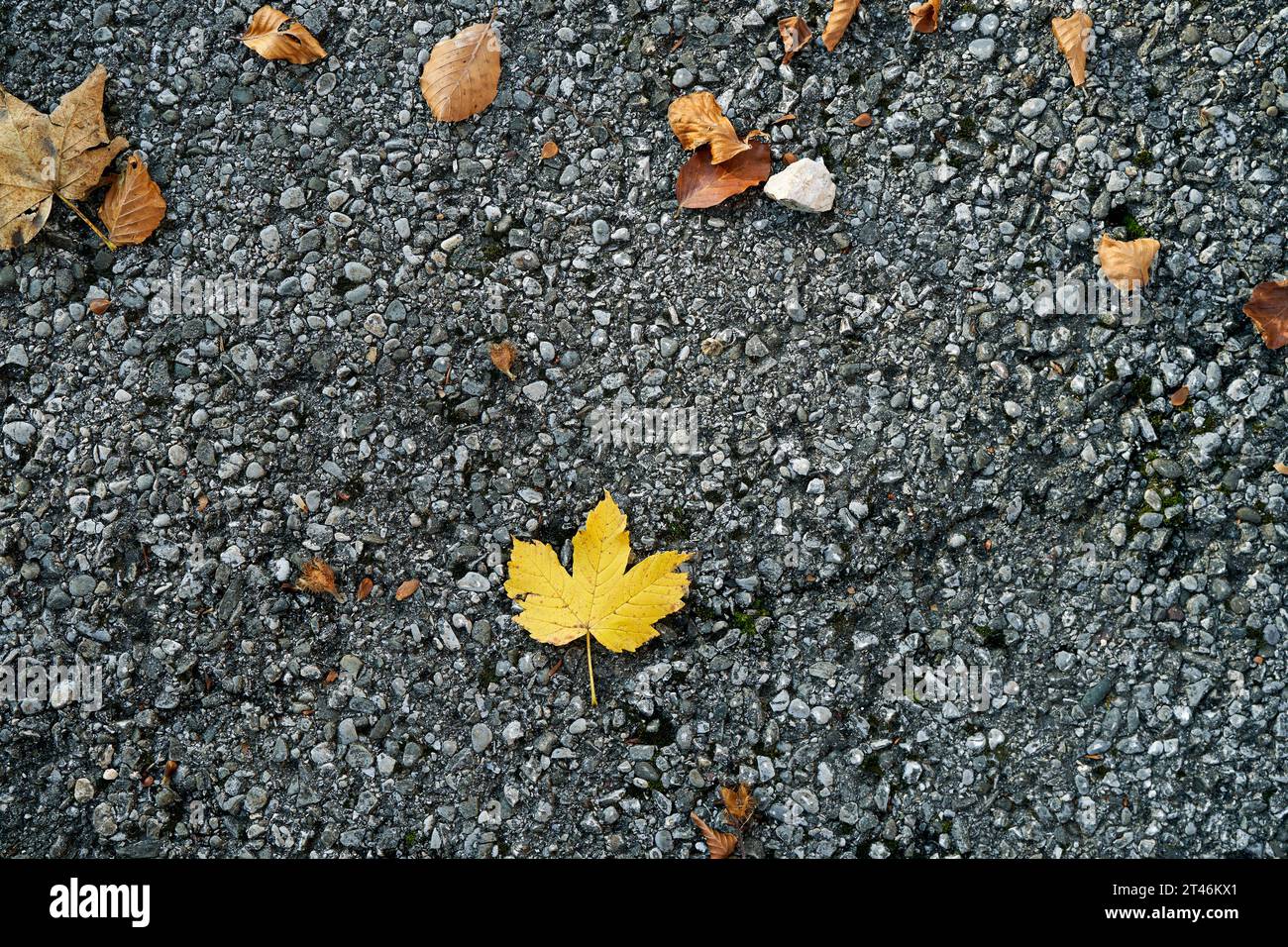 Fallen yellow leaves on grainy asphalt. Top view Stock Photo - Alamy