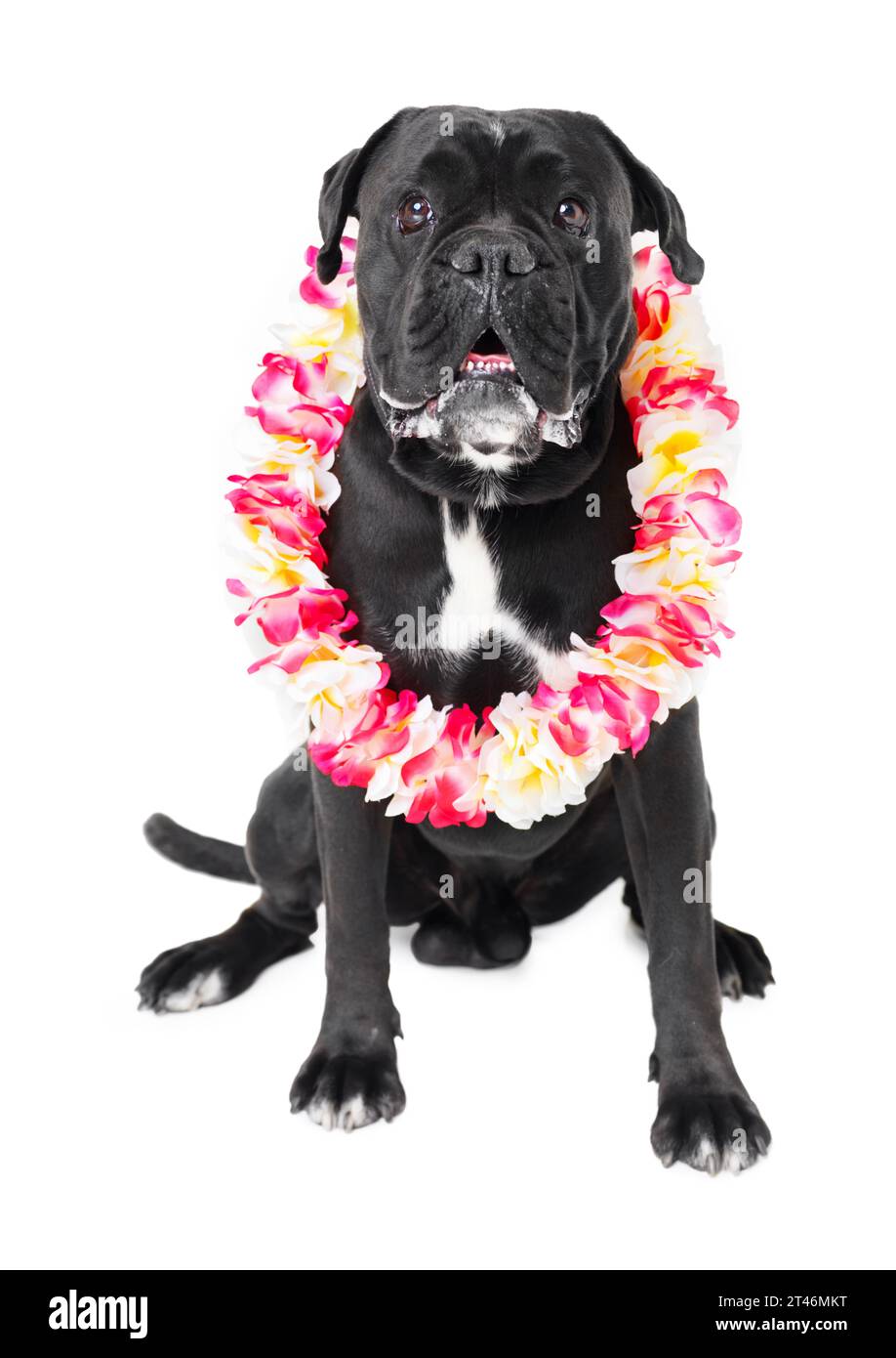 Flowers, pet and dog in a studio for playing, training or teaching with equipment for motivation or reward. Positive, lei and black puppy animal Stock Photo