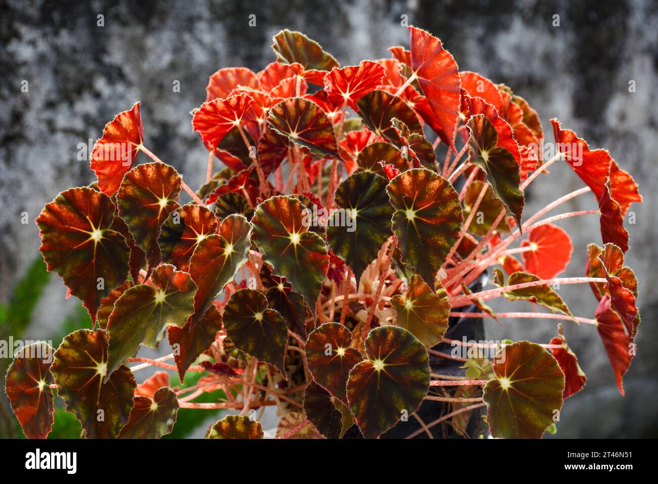 Begonia Mazae Nigricans is gorgeous, with wonderful dark, soft leaves, and turns red in dry conditions. Stock Photo