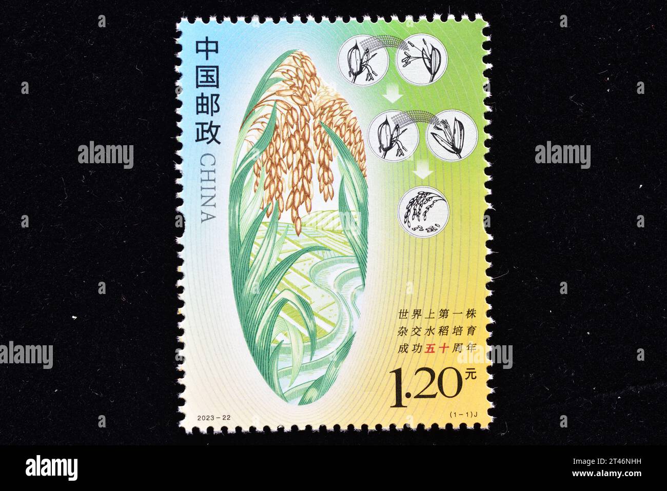 CHINA - CIRCA 2023: A stamps printed in China shows 2023-22 50th Anniversary of the Successful Breeding of the World's First Hybird Rice,  circa 2023. Stock Photo