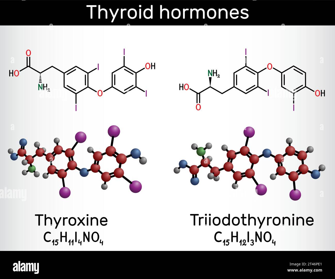 Thyroid hormones Triiodothyronine (T3, levothyroxine) and Thyroxine