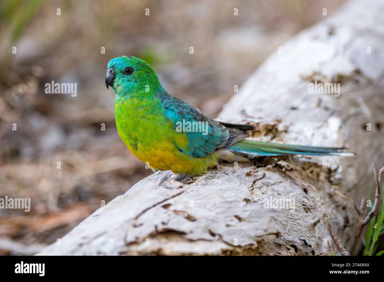 turquoise parrot, Neophema pulchella, on the ground, Melbourne, Australia Stock Photo