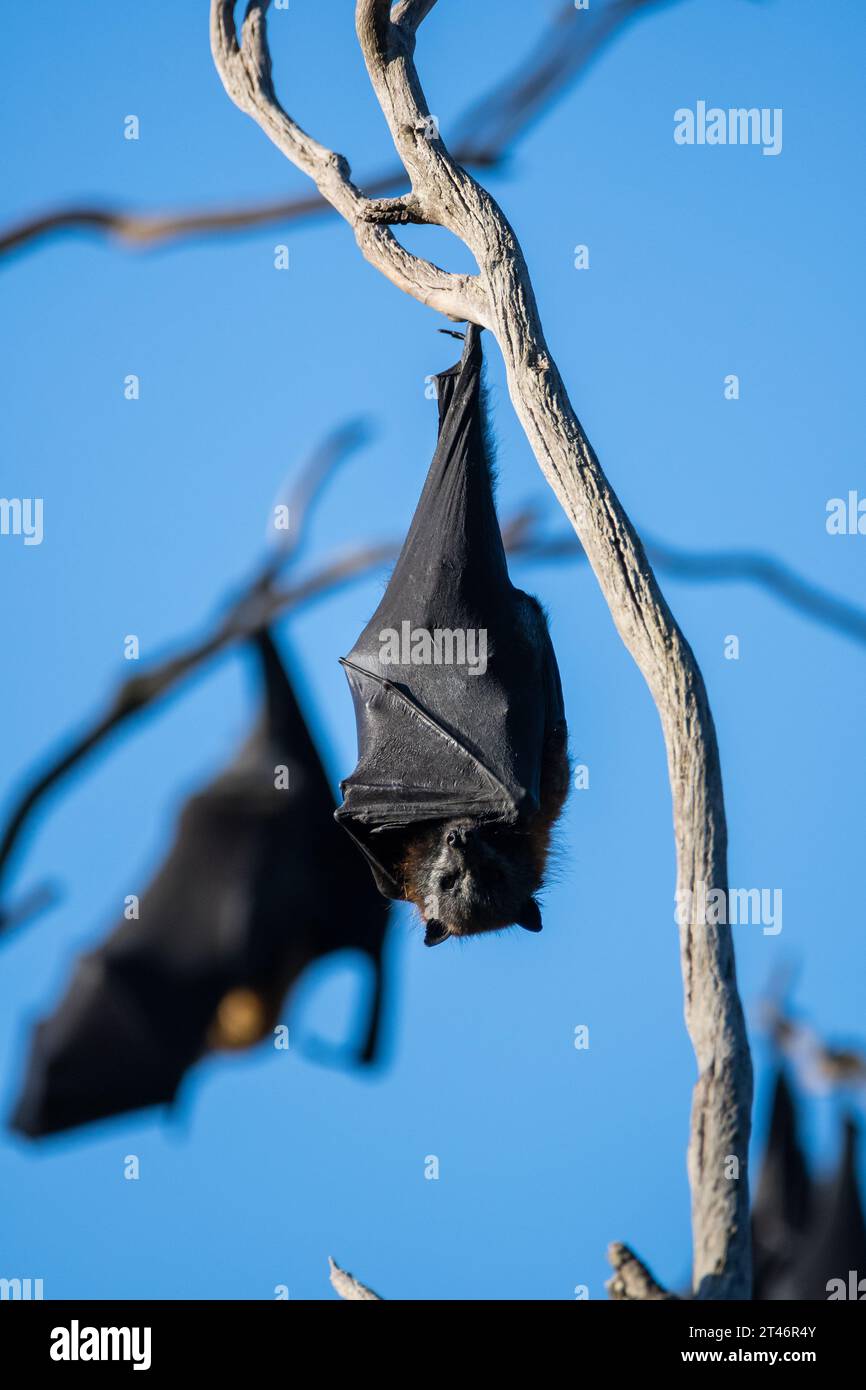 Grey-headed flying fox, Pteropus poliocephalus, afternoon, hanging in tree, wings folded, Yarra Bend Park, Melbourne Stock Photo