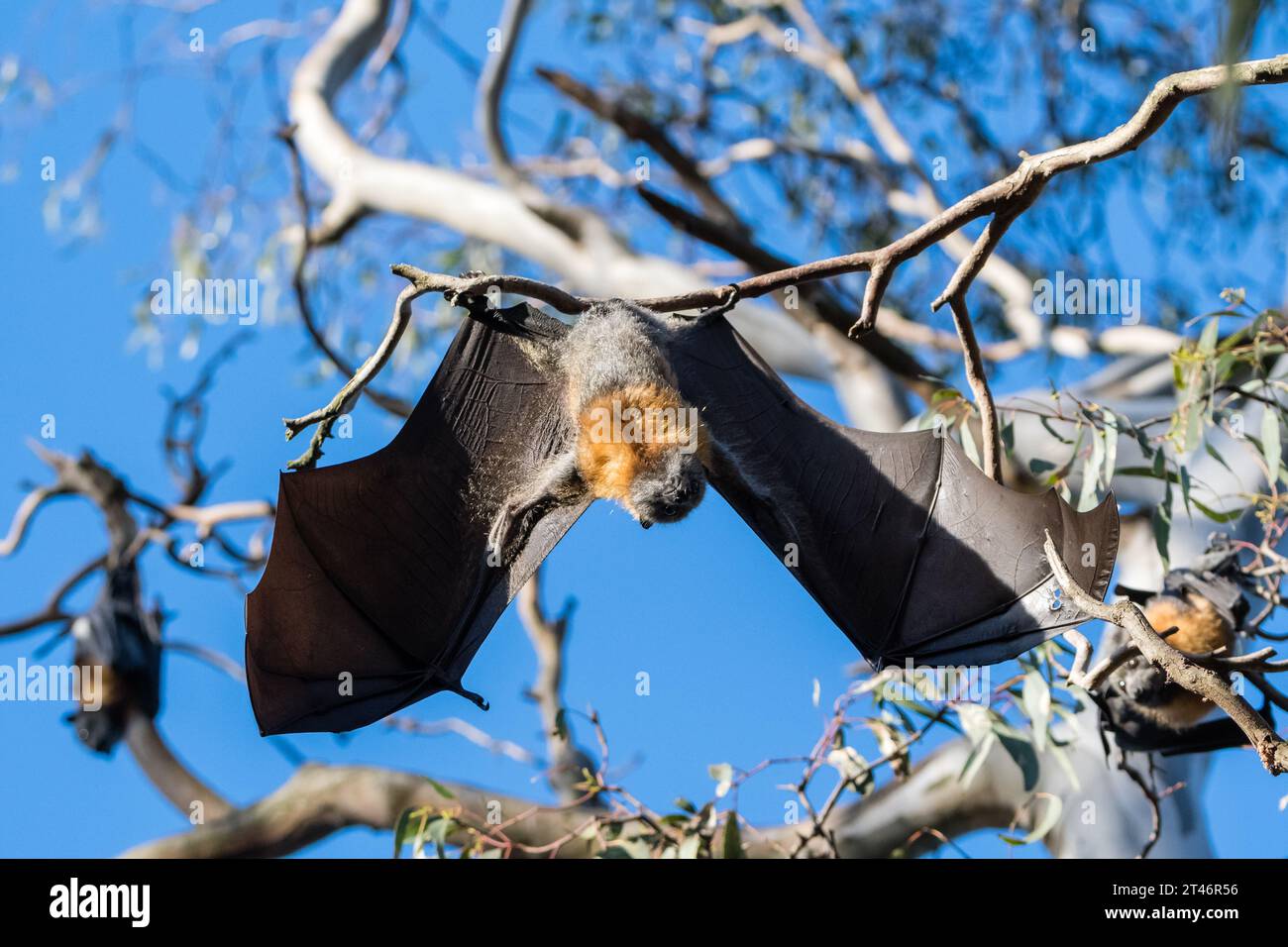 Grey-headed flying fox, Pteropus poliocephalus, afternoon, hanging in tree, wings extended, Yarra Bend Park, Melbourne Stock Photo