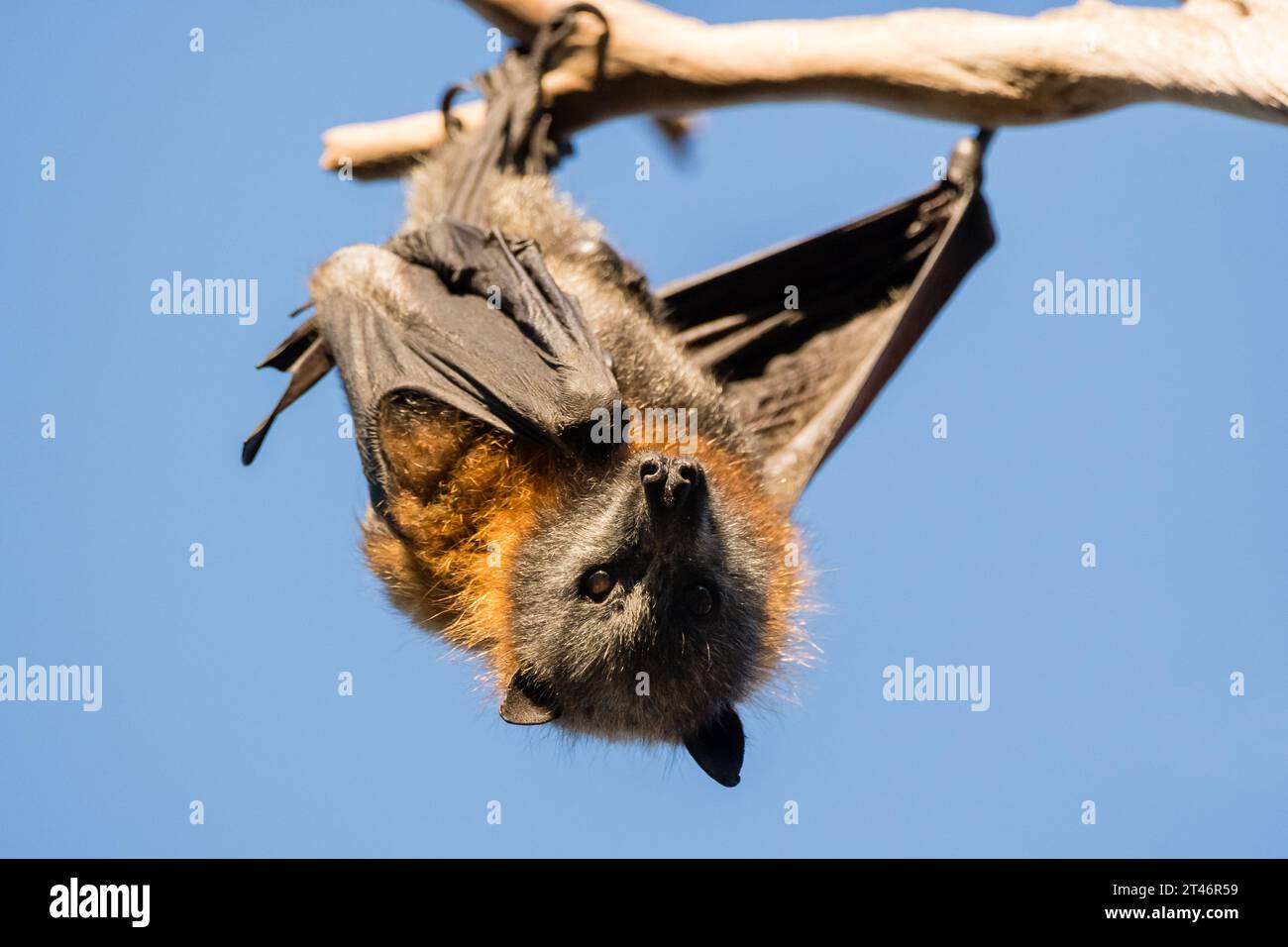 Grey-headed flying fox, Pteropus poliocephalus, afternoon, hanging in tree, Yarra Bend Park, Melbourne Stock Photo