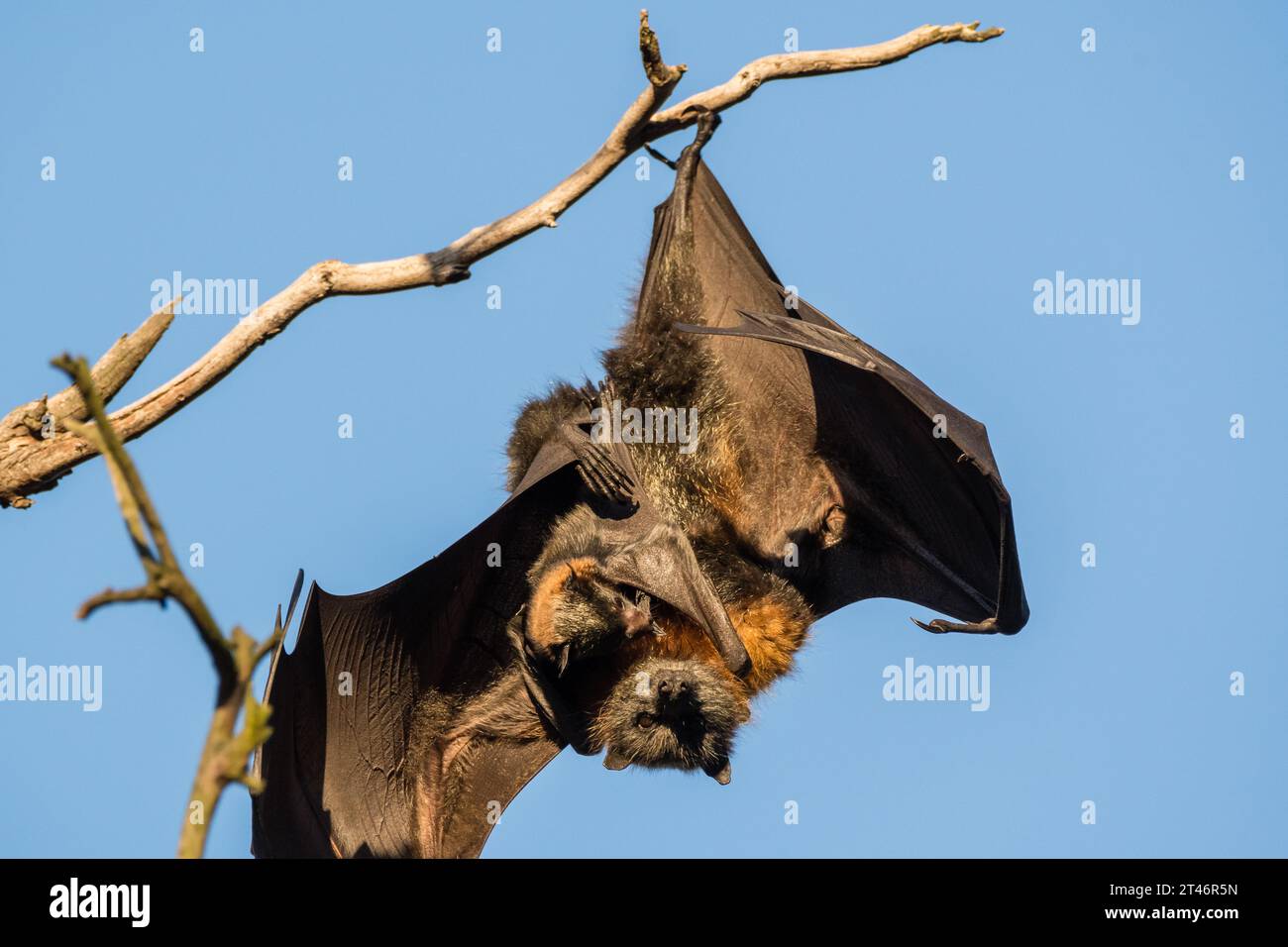 Grey-headed flying fox, Pteropus poliocephalus, afternoon, hanging in tree, wings extended, holding her baby, Yarra Bend Park, Melbourne Stock Photo
