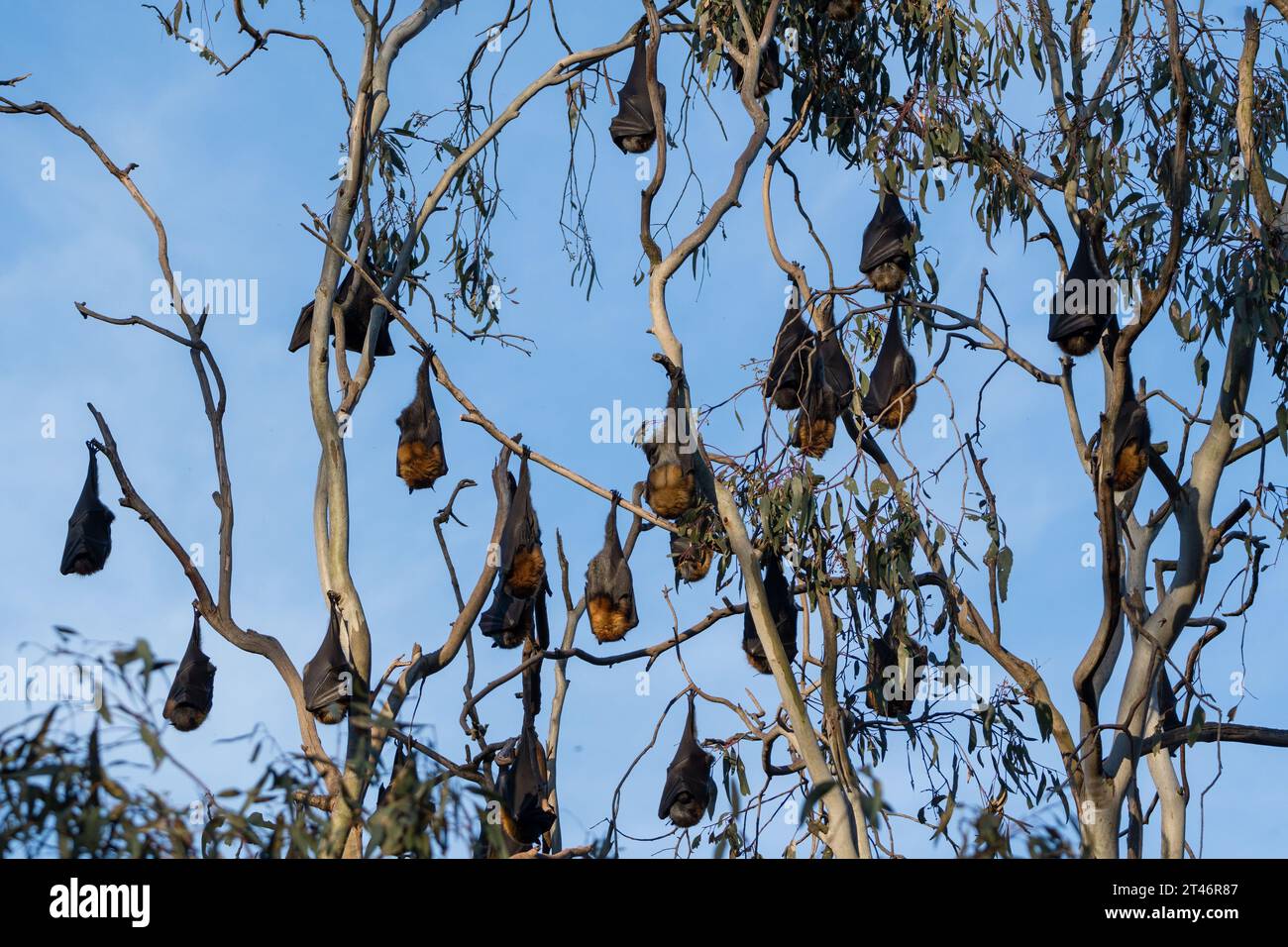 Grey-headed flying fox, Pteropus poliocephalus, afternoon, hanging in trees, wings folded, Yarra Bend Park, Melbourne Stock Photo