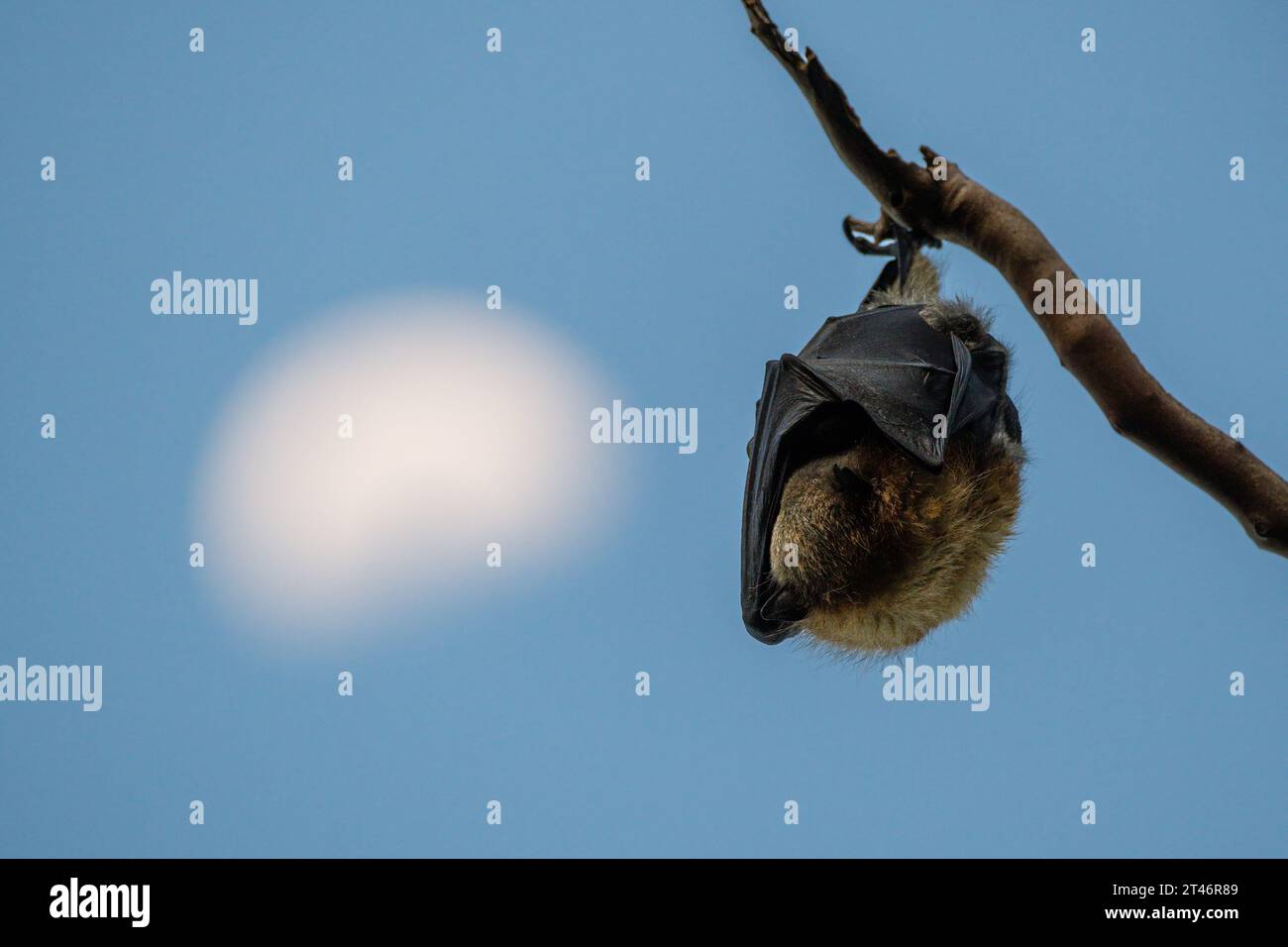 Grey-headed flying fox, Pteropus poliocephalus, hang down on a tree, with the moon on the background, not digitally altered, Yarra Bend Park, Melbourn Stock Photo