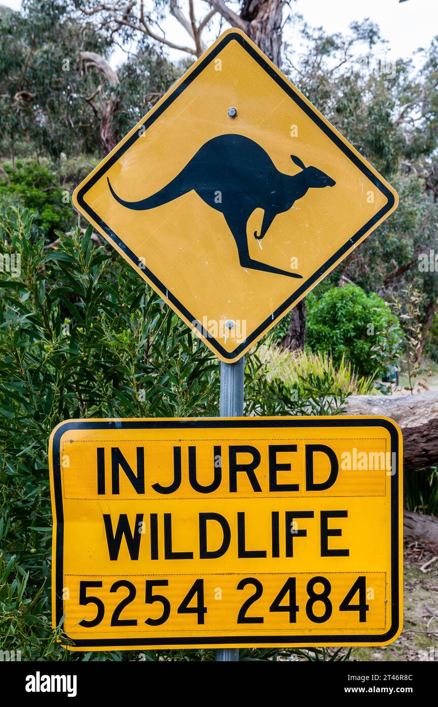 actual kangaroo crossing traffic signal, and injured wildlife with emergency phone, Melbourne, Australia Stock Photo