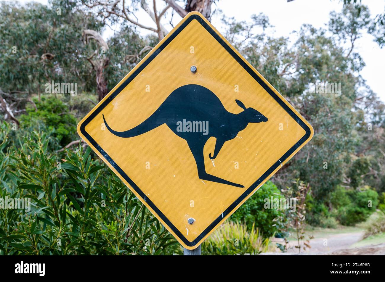 actual kangaroo crossing traffic signal, Melbourne, Australia Stock Photo