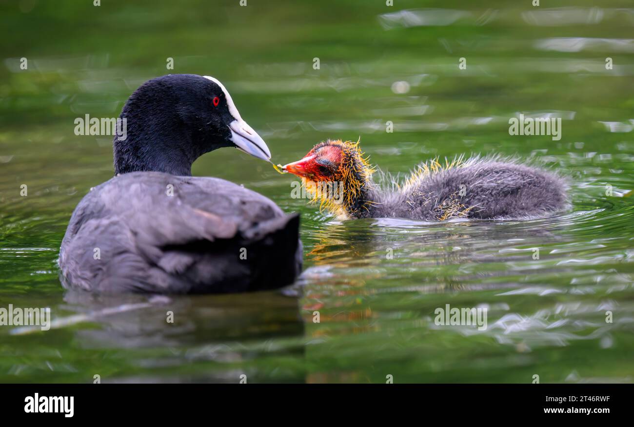 Australian coot mother feeding chick in water. Stock Photo