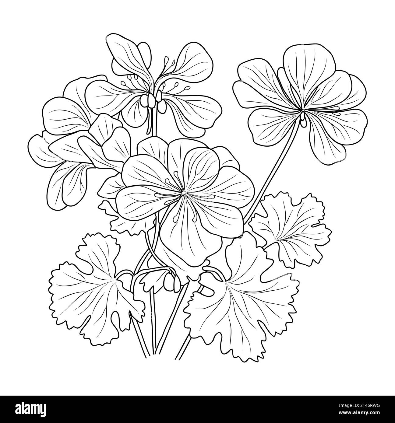 Geranium flower line art vector drawing isolated.  Stock Vector