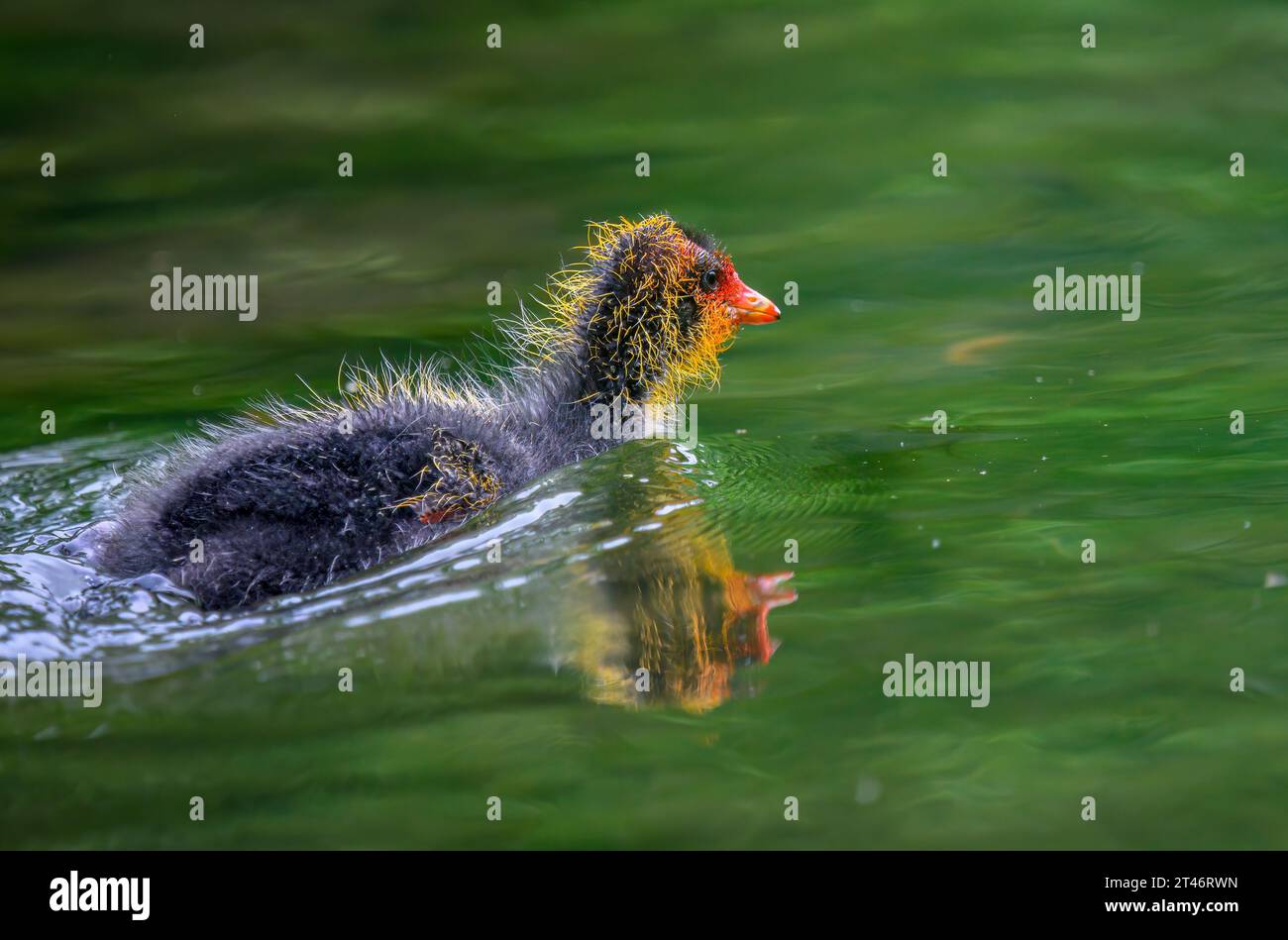 Australian coot chick swimming with colourful reflections in water. Auckland. Stock Photo