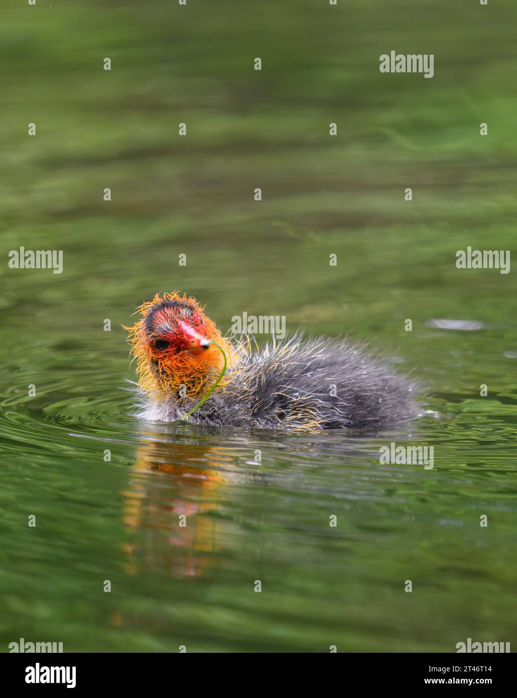 Australian coot chick swimming with water weeds in its beak. Auckland. Stock Photo