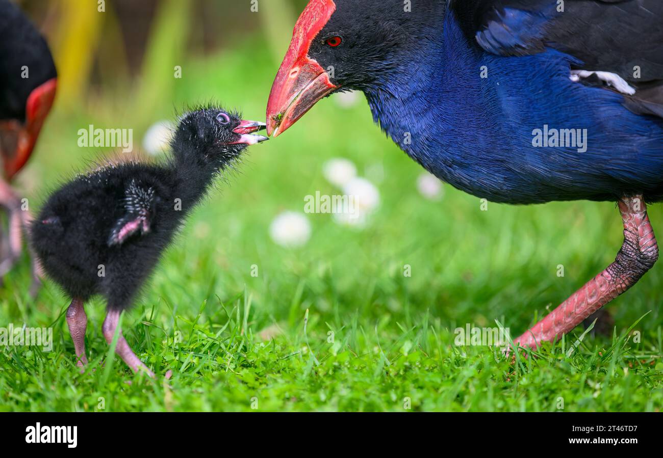 Pukeko bird mother feeding baby Pukeko. Western Springs park, Auckland. Stock Photo
