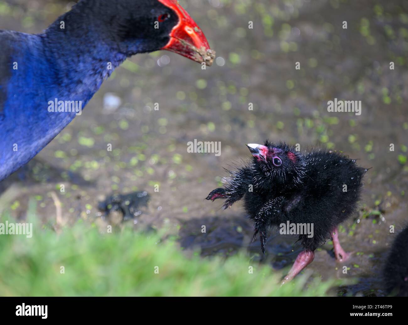 Baby Pukeko bird flapping its wings, looking up at mother Pukeko. Western Springs park, Auckland. Stock Photo