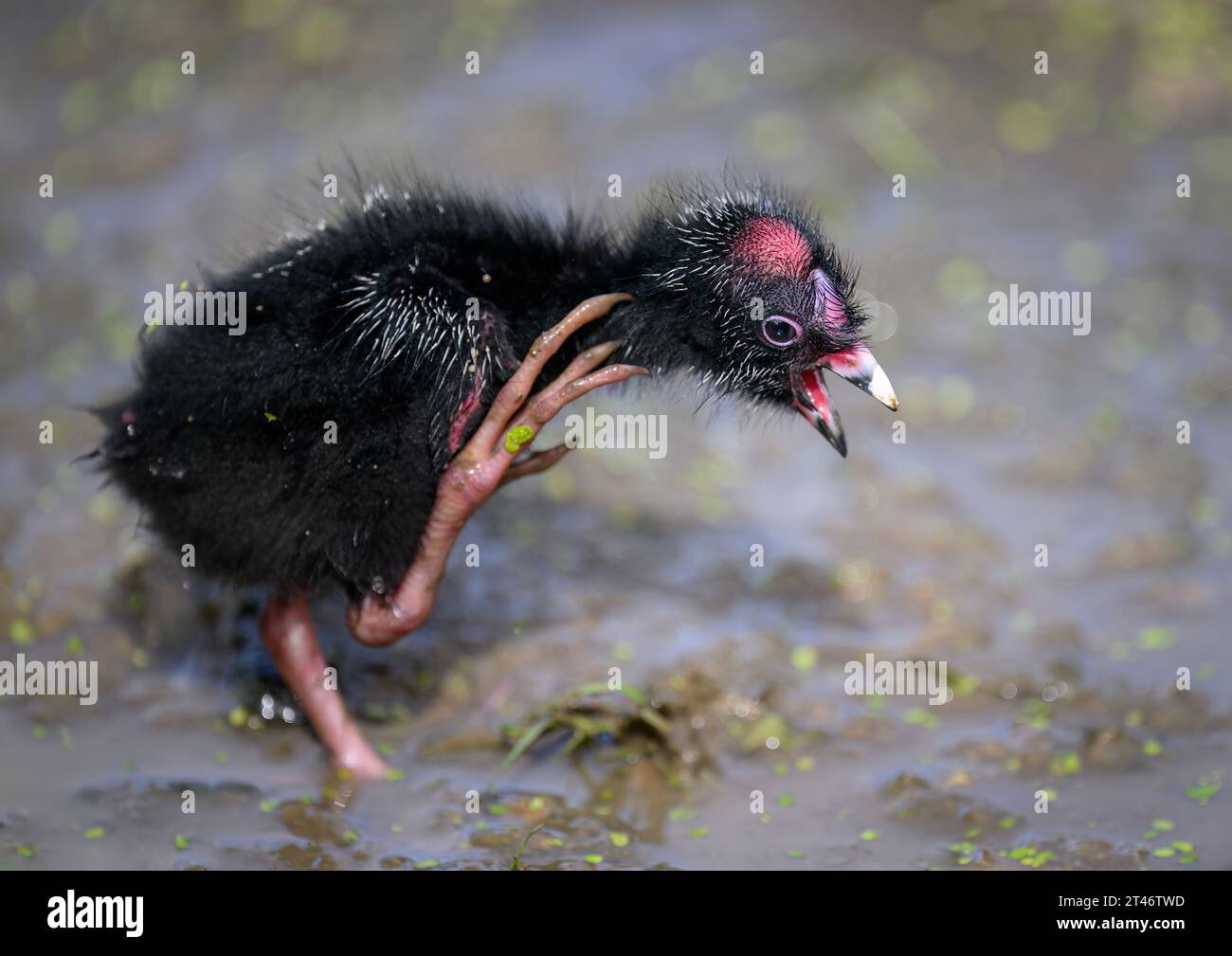 Baby Pukeko bird scratching itself. Auckland. Stock Photo