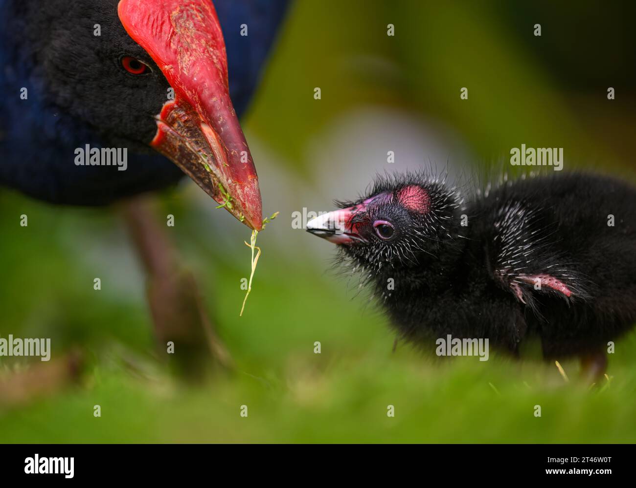 Pukeko bird mother feeding baby pukeko with nature green background. Western Springs park, Auckland. Stock Photo