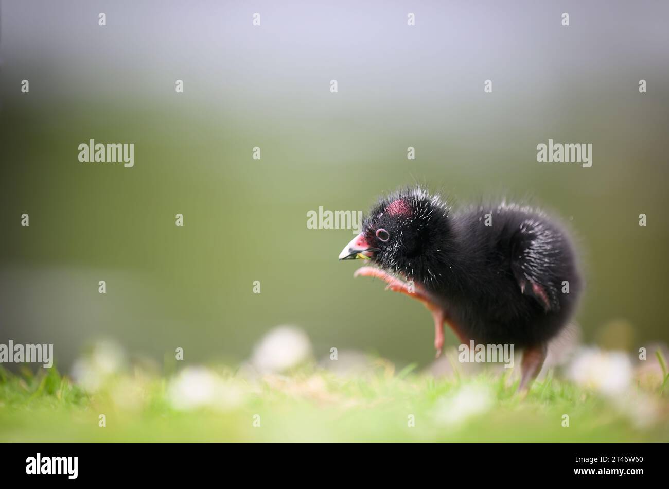 Pukeko chick scratching itself with one leg up. Nature green background. Auckland. Stock Photo