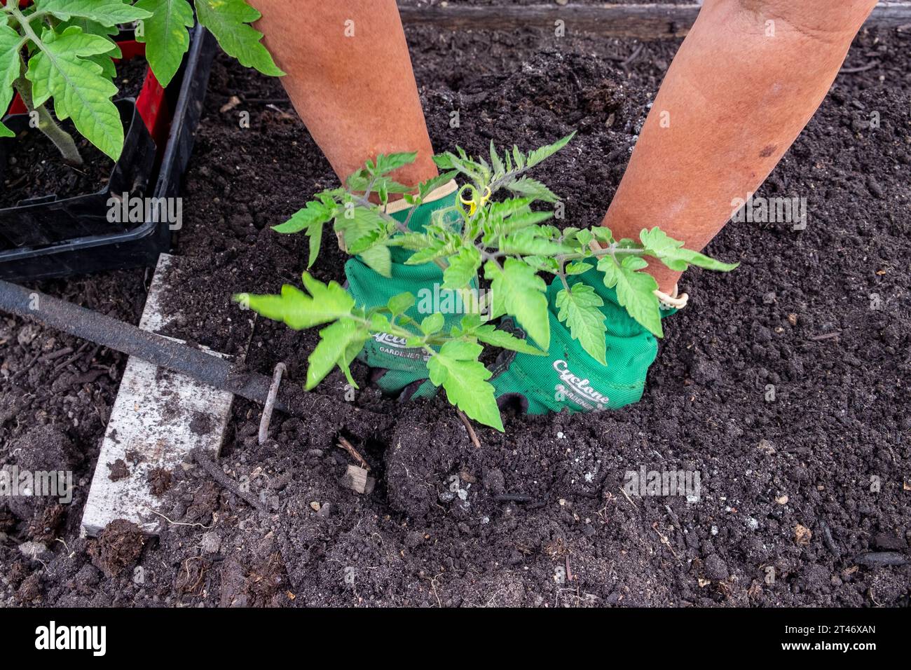 Planting out well hardened San Marzano tomato seedlings into a well-prepared garden bed with leaker hose irrigation network Stock Photo